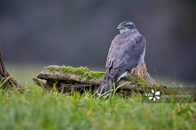 栖息在树上的鹰隼特写，捷克共和国图片素材