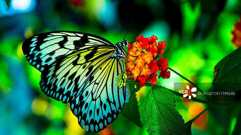 蝴蝶在花上授粉的特写镜头图片素材