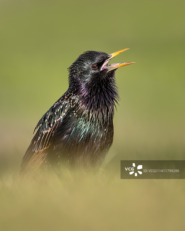 瑞典斯德哥尔摩栖息在田野上的椋鸟特写图片素材
