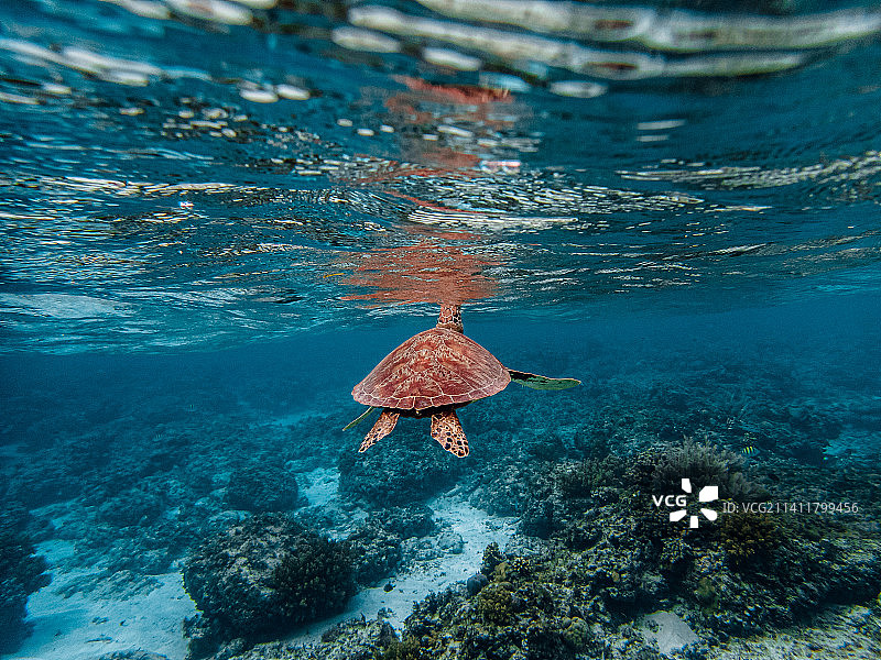浅礁中的绿海龟，巴里卡萨岛，保和岛，菲律宾图片素材
