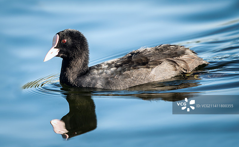 湖中游泳的鸭子特写，英国唐卡斯特图片素材