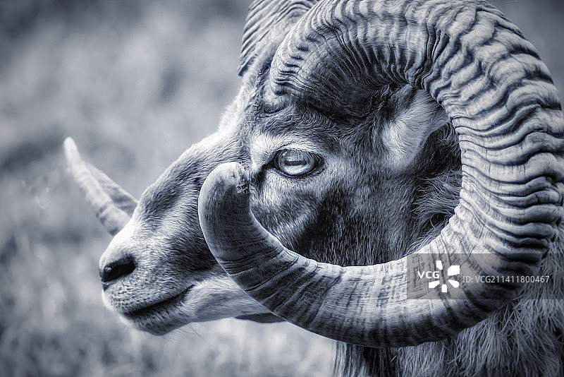 山羊特写图片素材