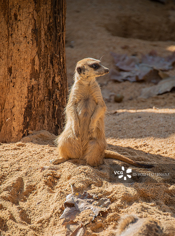 巴塞罗那岩石上的狐獴特写，西班牙图片素材
