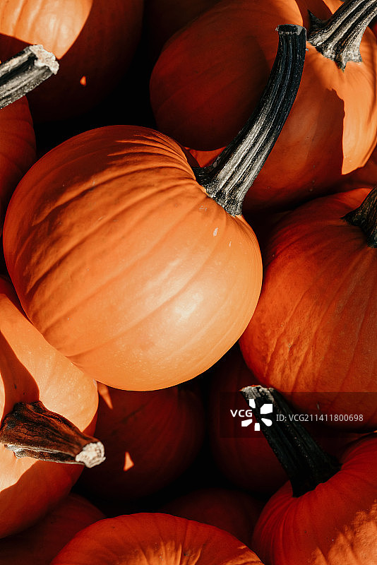 市场上出售的南瓜的完整画面，印度尼西亚玛琅图片素材