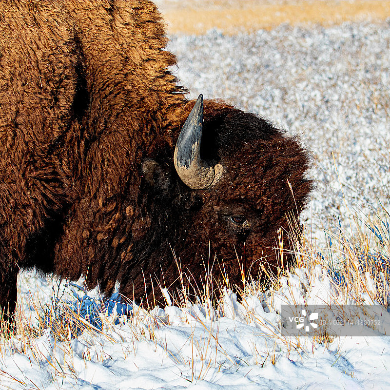 雪原上吃草的野生水牛特写图片素材