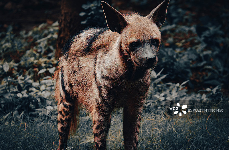 站在田野上的狗的画像，苏拉特，古吉拉特邦，印度图片素材