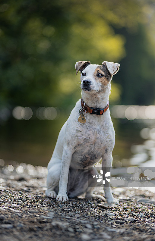 坐在捷克共和国岩石上的纯种梗犬肖像图片素材