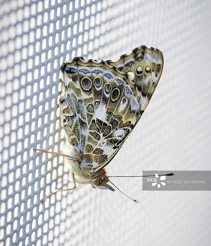 美国沙漠植物园树叶上的蝴蝶特写图片素材