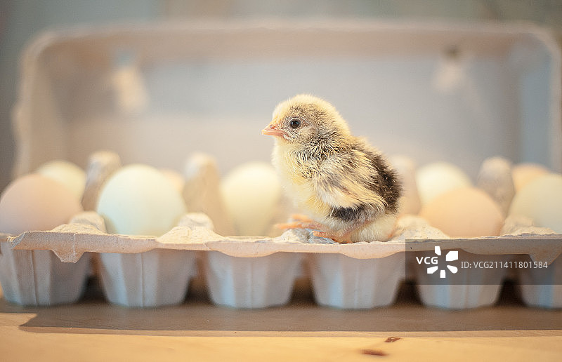 雏鸡特写，基洛纳，加拿大不列颠哥伦比亚省图片素材