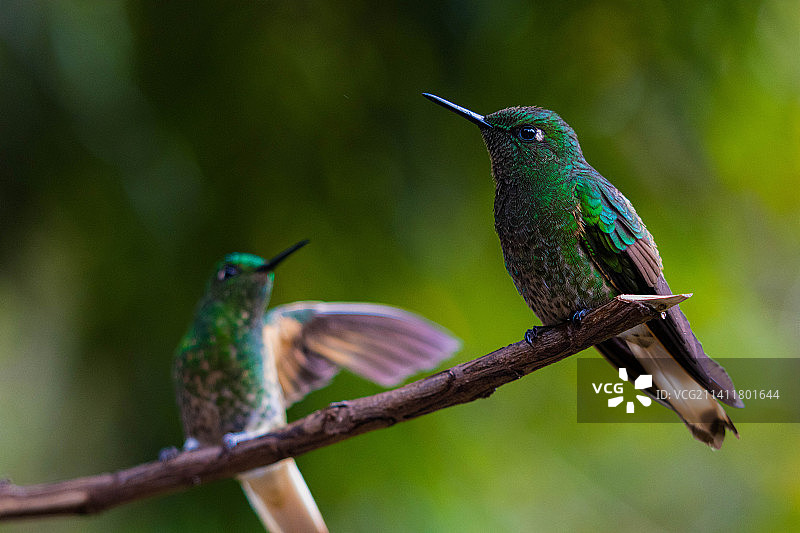 栖息在树枝上的蜂鸟特写，哥伦比亚玻利瓦尔图片素材
