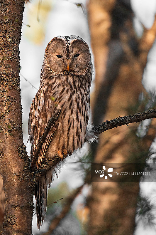 栖息在树枝上的横斑侏儒鸮肖像图片素材