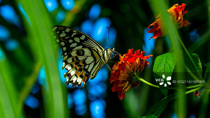 蝴蝶在花上授粉的特写镜头图片素材