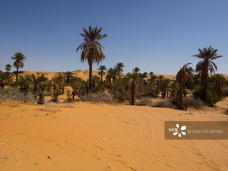 阿尔及利亚塔吉特沙漠棕榈树风景图片素材