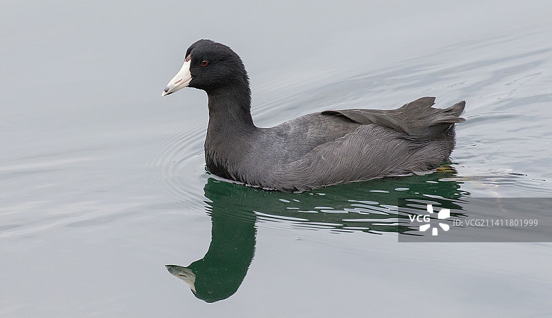 圣地亚哥湖中游泳的鸭子特写，美国加利福尼亚州图片素材