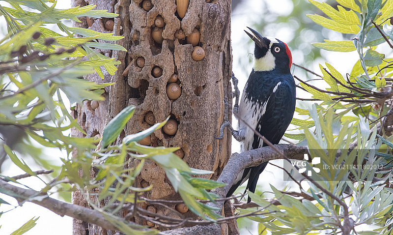 美国加利福尼亚州洛杉矶，啄木鸟栖息在树上的仰视角度图片素材