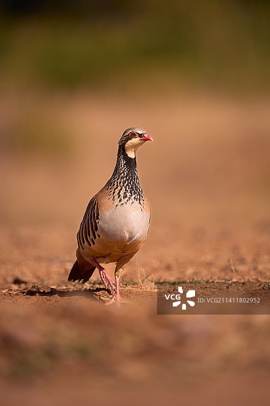 栖息在沙地上的石鸡特写，西班牙图片素材