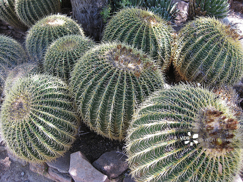 亚利桑那州生长的多个金琥仙人掌图片素材