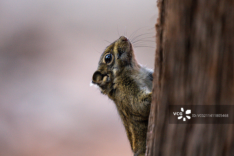 森林里的松鼠特写图片素材