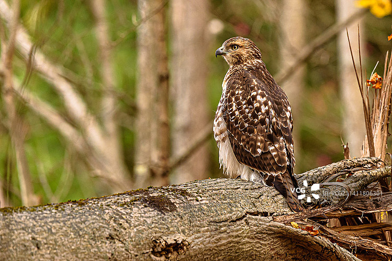 栖息在树枝上的猎鹰特写，美国纽约州南威尔士图片素材