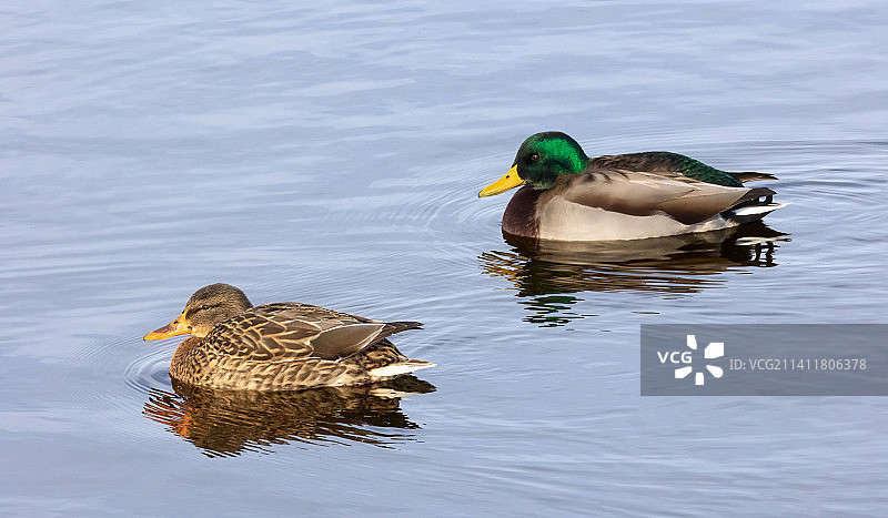在加拿大安德鲁·海顿公园湖中游泳的绿头母鸭图片素材