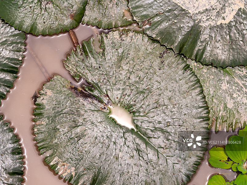 泰国彩色莲花池与荷叶图片素材