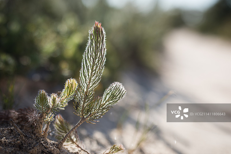 美国田野中生长的植物特写图片素材
