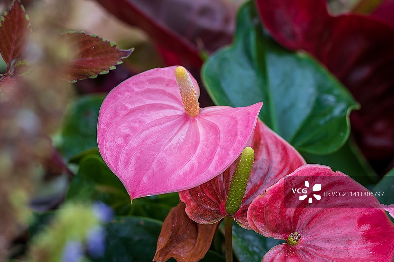 粉色开花植物特写，英国图片素材