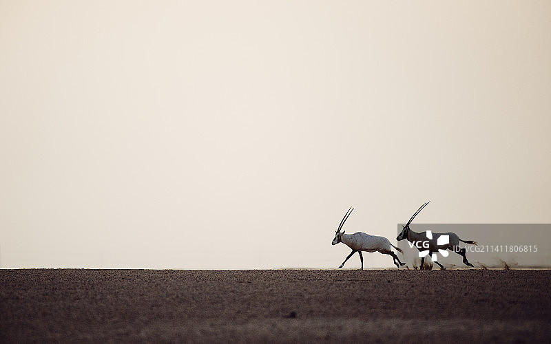 羚羊在空旷的田野上奔跑的侧面照图片素材