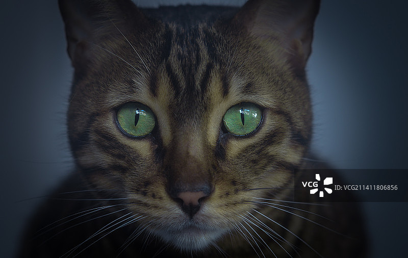 猫咪特写，西班牙巴利阿里群岛图片素材