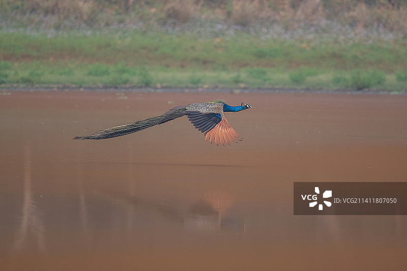 亚洲孔雀，奇特旺，尼泊尔图片素材
