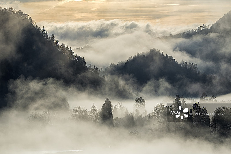 斯洛文尼亚布莱德湖雾天树木全景图片素材