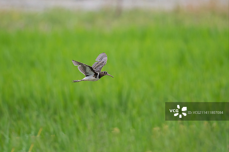 大彩鹬，加德满都，尼泊尔图片素材