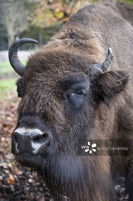 德国慕尼黑山羊的特写图片素材