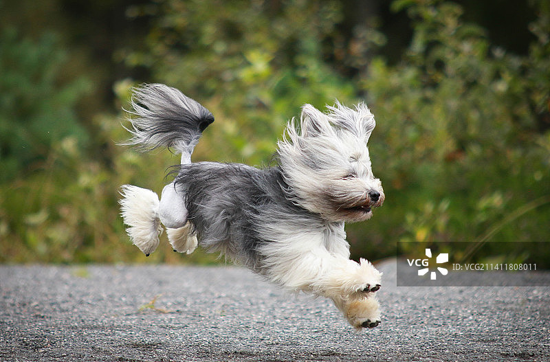 哈瓦那犬在路上奔跑的动态肖像图片素材