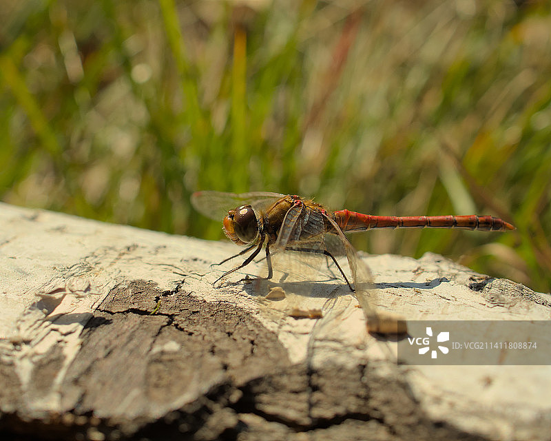 波兰斯塔沃瓦木头上昆虫的特写图片素材