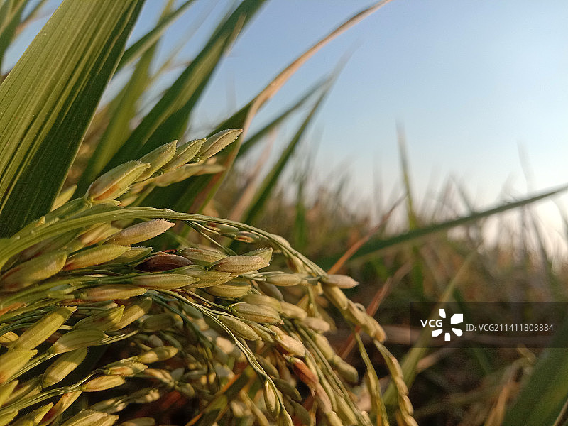 印度尼西亚西爪哇省马加连卡县天空下田野里生长的麦穗特写图片素材