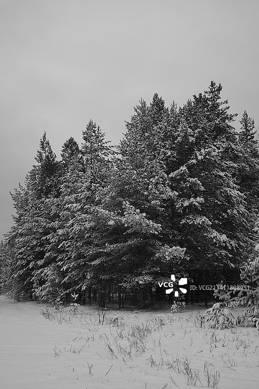 雪原上的树木，俄罗斯特维尔州波波夫卡图片素材