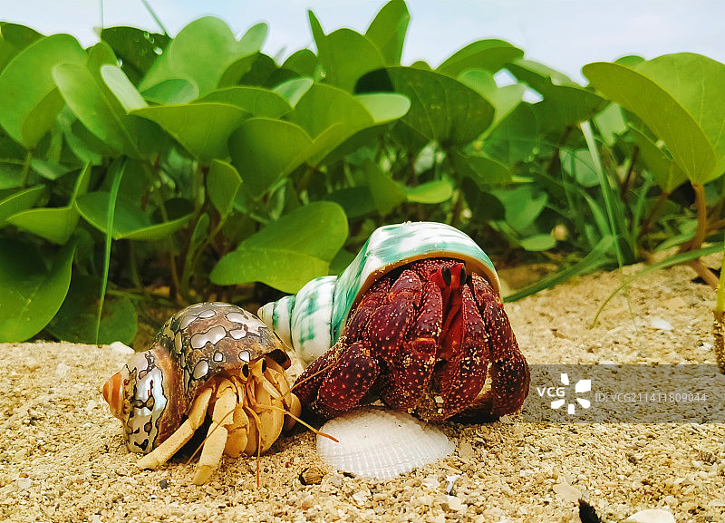 沙滩上沙滩上的螃蟹特写图片素材