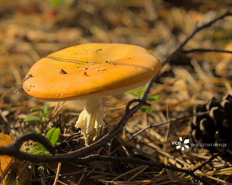 波兰斯塔沃瓦的毒蝇伞特写图片素材