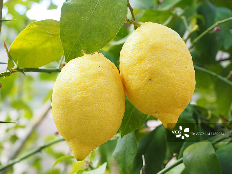 印度尼西亚柠檬树上生长的柠檬特写图片素材