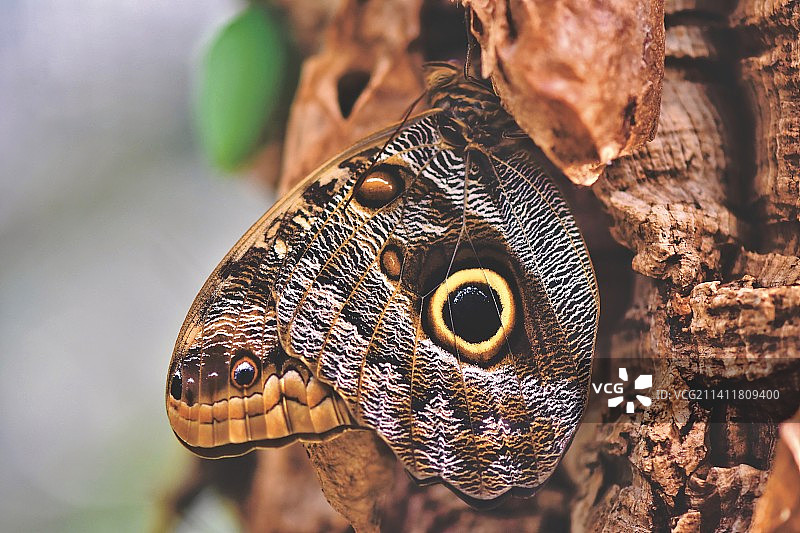 叶子上的蝴蝶特写，印度尼西亚图片素材