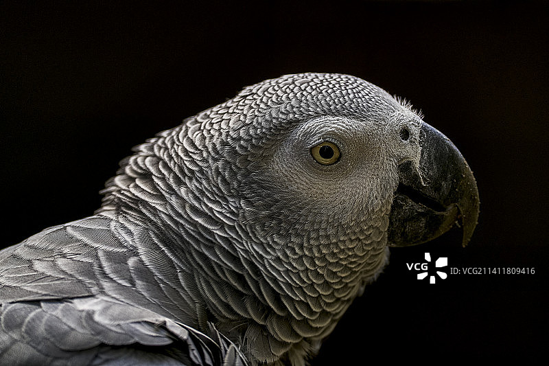 意大利利沃诺塞西纳的非洲灰鹦鹉肖像图片素材