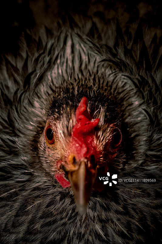 公鸡特写肖像图片素材