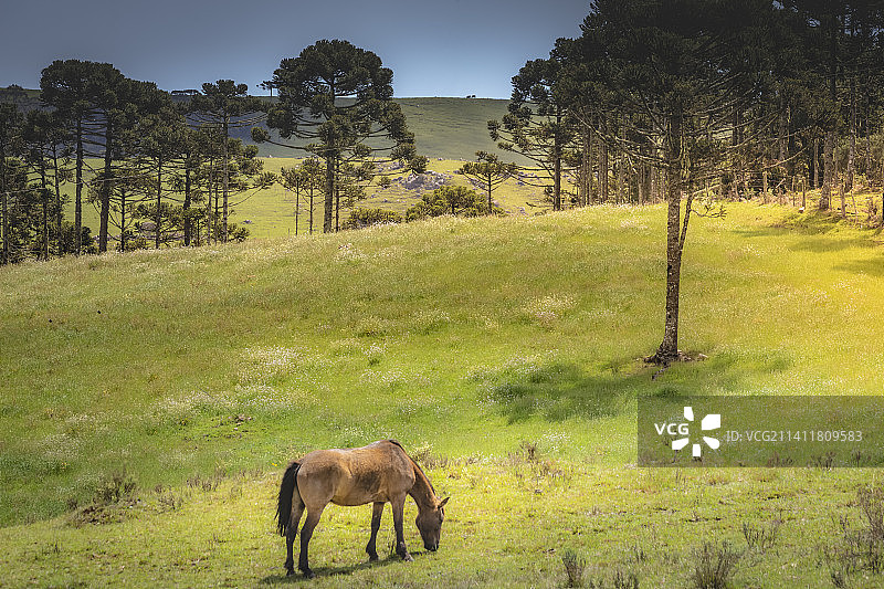 南里奥格兰德邦帕草原上晴空下的孤独的马图片素材