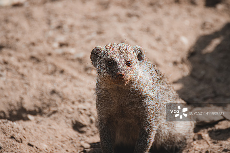 岩石上的猫鼬特写图片素材