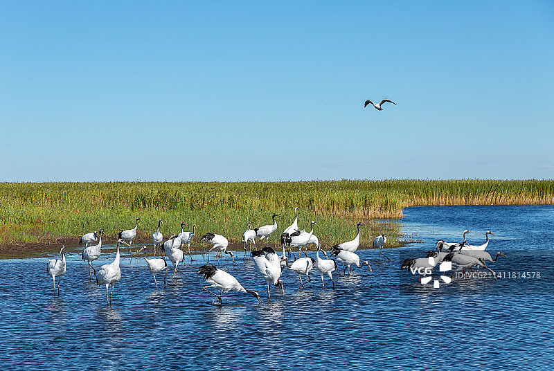 黑龙江省齐齐哈尔市扎龙国家级自然保护区丹顶鹤图片素材