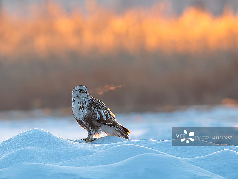 雪地中的毛脚鵟图片素材