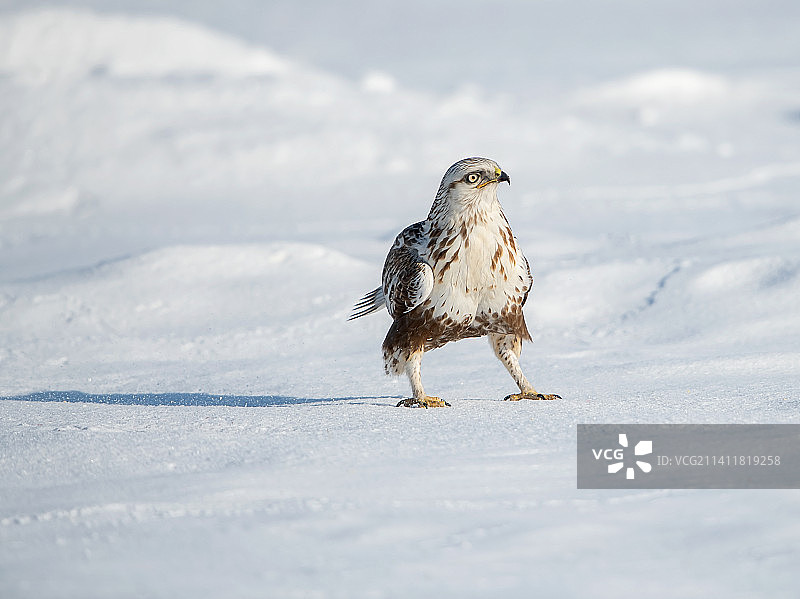 雪地中的毛脚鵟图片素材