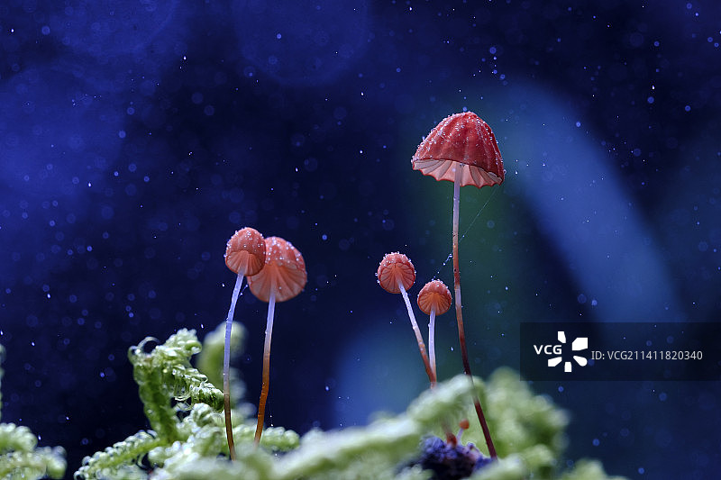 红皮伞图片素材