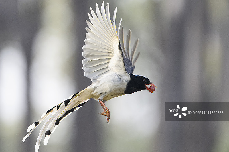 红嘴蓝鹊图片素材